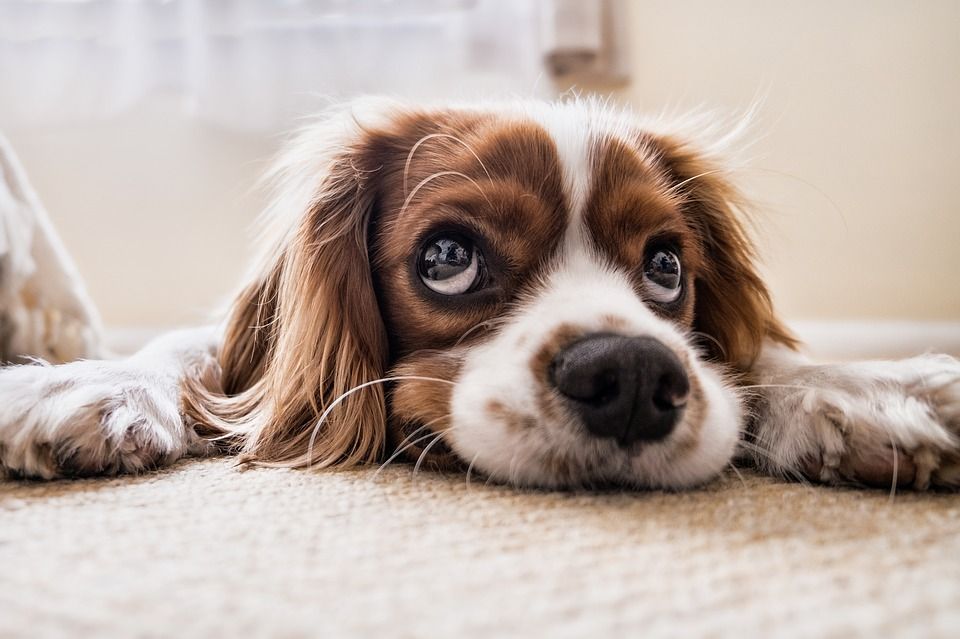 RH Carpet Cleaning